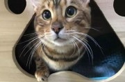 娱乐吃瓜酱替小猫赎身,娱乐吃瓜酱助力爱心行动